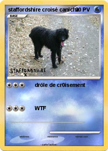 Pokemon staffordshire croisé caniche