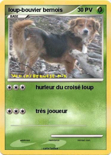 Pokemon loup-bouvier bernois
