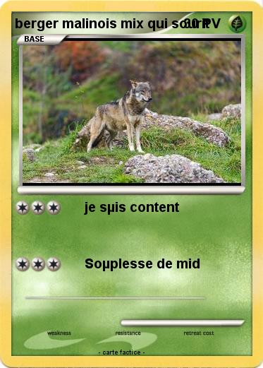 Pokemon berger malinois mix qui sourit