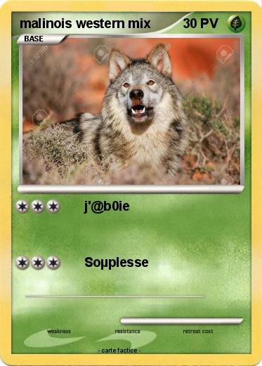 Pokemon malinois western mix