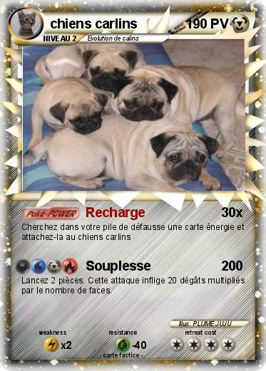 Pokemon chiens carlins