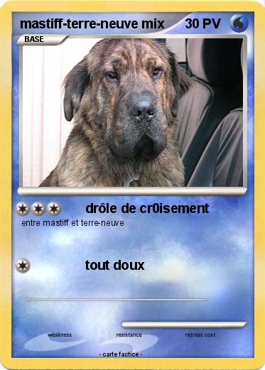Pokemon mastiff-terre-neuve mix