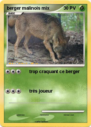 Pokemon berger malinois mix