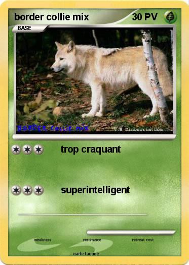Pokemon border collie mix