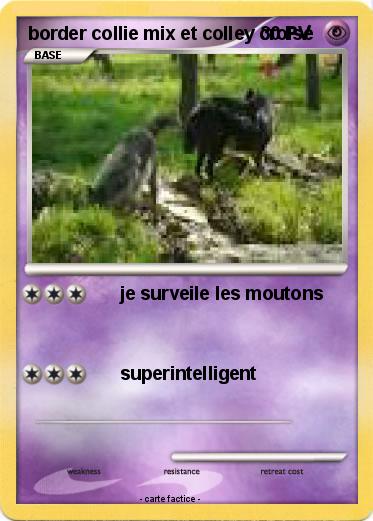 Pokemon border collie mix et colley croisé