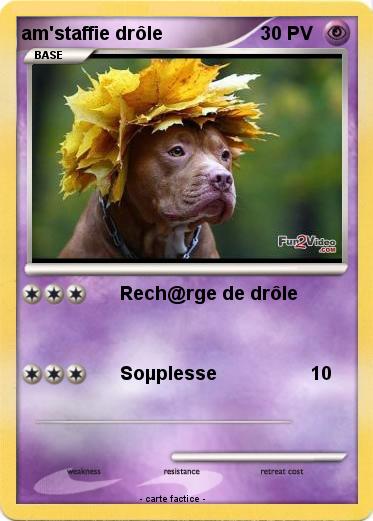 Pokemon am'staffie drôle
