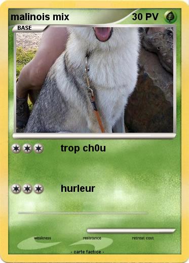 Pokemon malinois mix