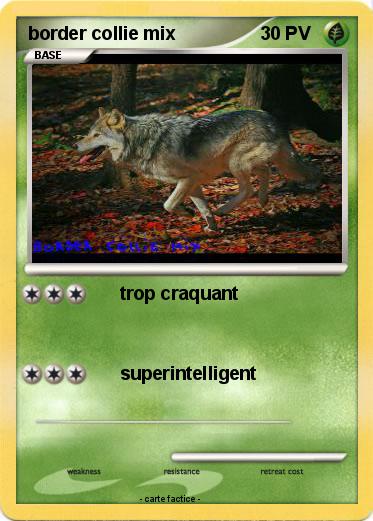 Pokemon border collie mix