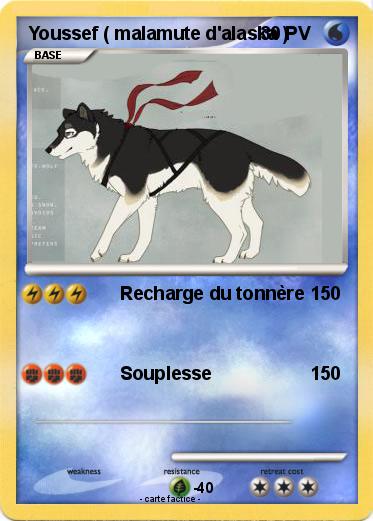 Pokemon Youssef ( malamute d'alaska )