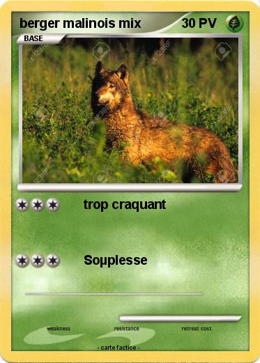 Pokemon berger malinois mix