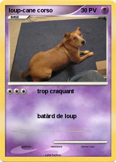 Pokemon loup-cane corso