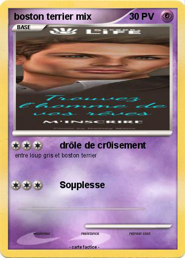 Pokemon boston terrier mix