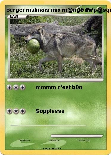 Pokemon berger malinois mix m@nge un p@squet