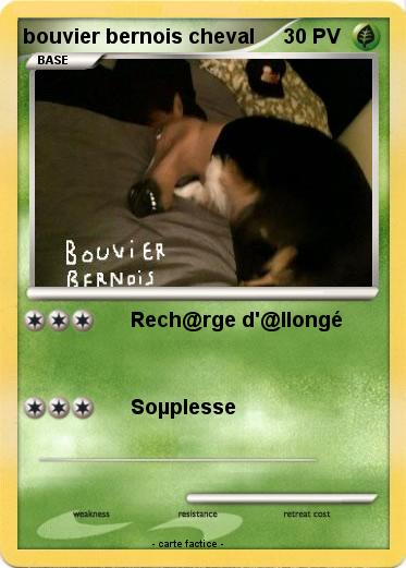 Pokemon bouvier bernois cheval