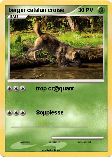 Pokemon berger catalan croisé