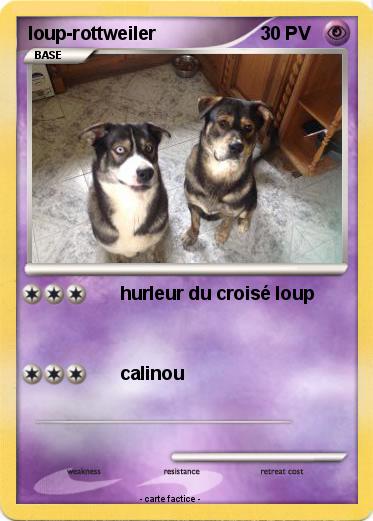 Pokemon loup-rottweiler