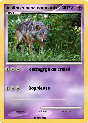 Pokemon malinois-cane corso mix