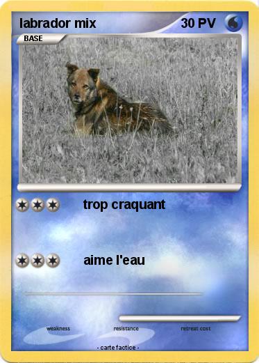 Pokemon labrador mix