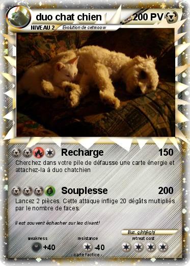 Pokemon duo chat chien