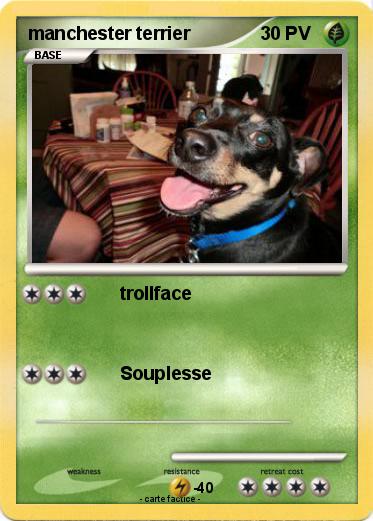 Pokemon manchester terrier