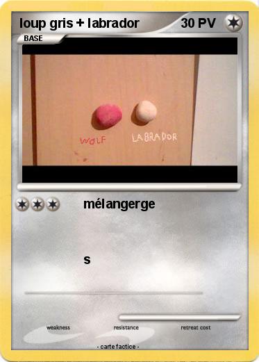 Pokemon loup gris + labrador