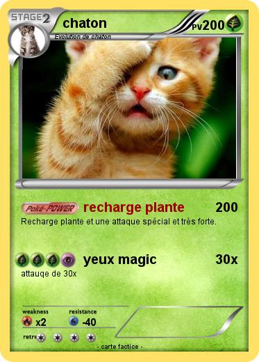 Pokemon chaton