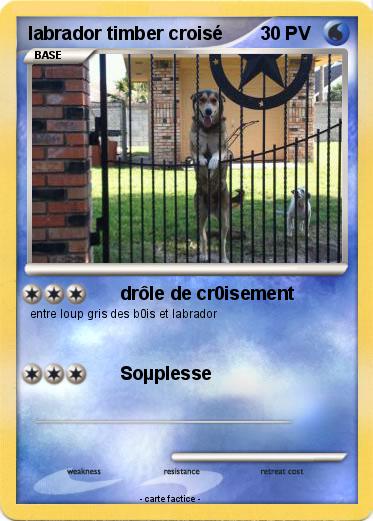 Pokemon labrador timber croisé