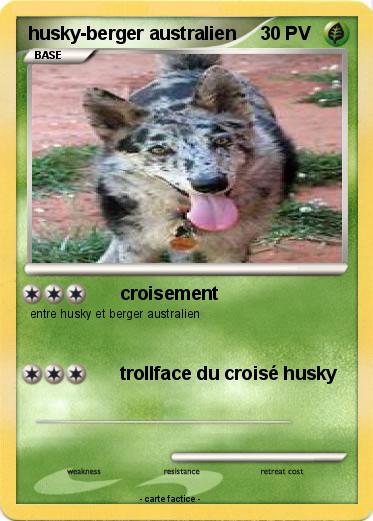 Pokemon husky-berger australien