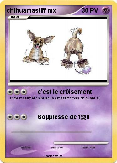 Pokemon chihuamastiff mx