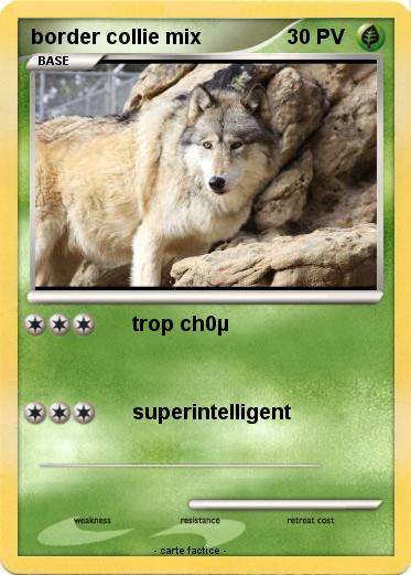 Pokemon border collie mix