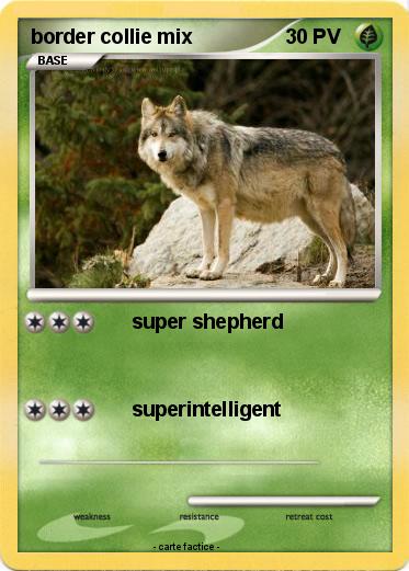 Pokemon border collie mix