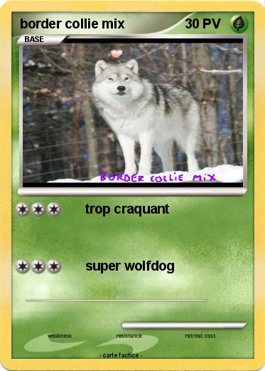 Pokemon border collie mix