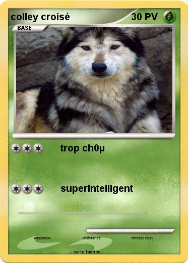 Pokemon colley croisé