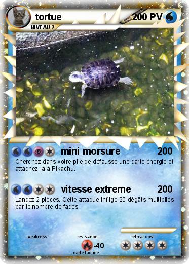 Pokemon tortue