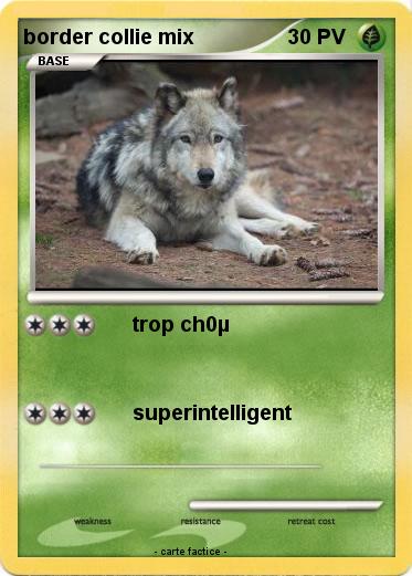 Pokemon border collie mix