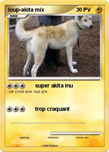 Pokemon loup-akita mix