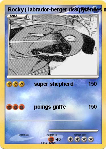 Pokemon Rocky ( labrador-berger des pyrénées mix )