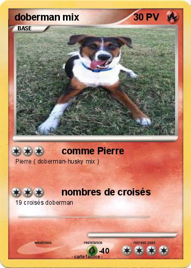 Pokemon doberman mix
