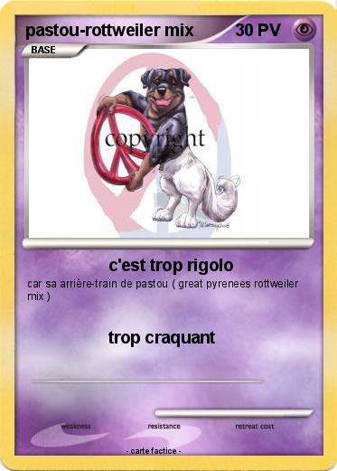 Pokemon pastou-rottweiler mix