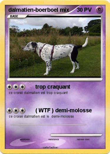 Pokemon dalmatien-boerboel mix