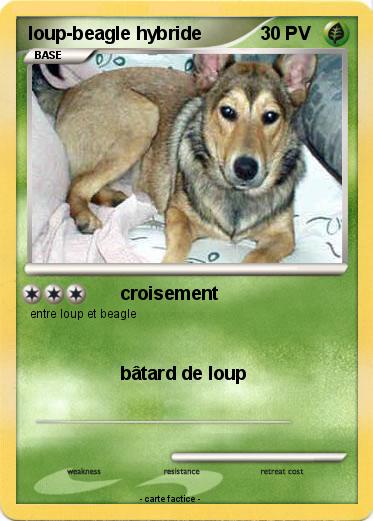 Pokemon loup-beagle hybride