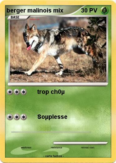 Pokemon berger malinois mix