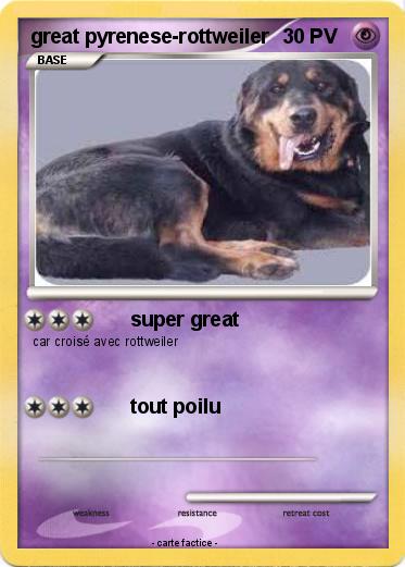 Pokemon great pyrenese-rottweiler