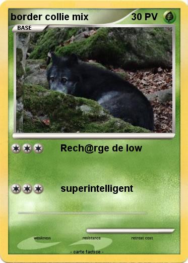 Pokemon border collie mix