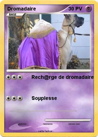 Pokemon Dromadaire