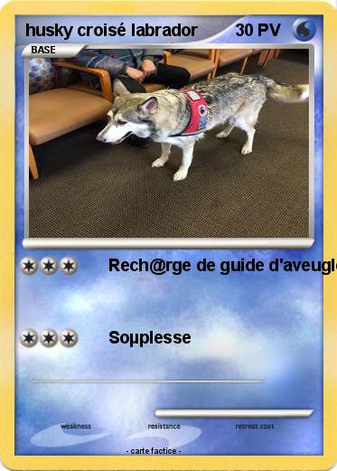 Pokemon husky croisé labrador