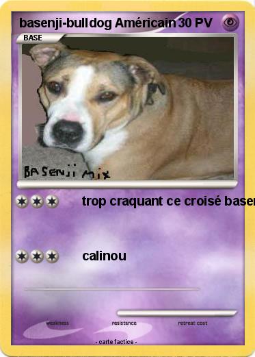Pokemon basenji-bulldog Américain