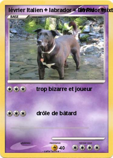 Pokemon lévrier Italien + labrador = lévrador mixte