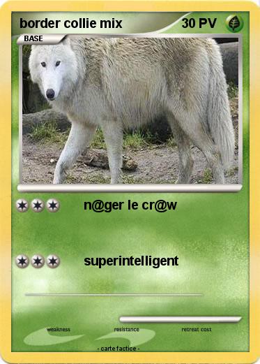 Pokemon border collie mix