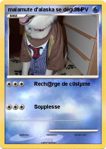 Pokemon malamute d'alaska se déguisé